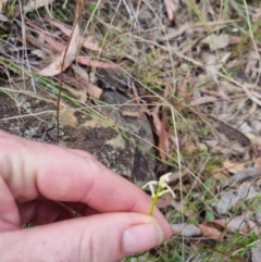 Stackhousia monogyna at Bungendore, NSW - suppressed