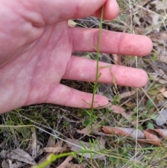 Stackhousia monogyna at Bungendore, NSW - suppressed