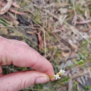 Stackhousia monogyna at Bungendore, NSW - suppressed