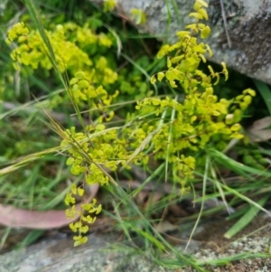 Adiantum aethiopicum at Bungendore, NSW - 28 Oct 2023