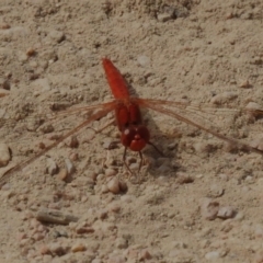 Diplacodes haematodes (Scarlet Percher) at Rendezvous Creek, ACT - 28 Oct 2023 by JohnBundock