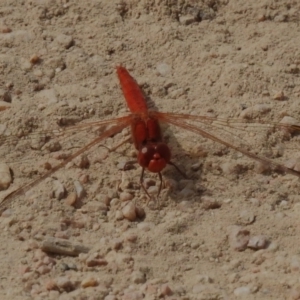 Diplacodes haematodes at Namadgi National Park - 28 Oct 2023