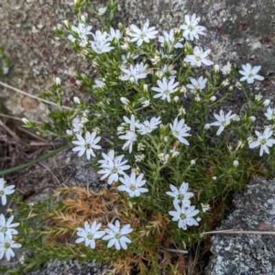 Stellaria pungens (Prickly Starwort) at Gungahlin, ACT - 27 Oct 2023 by sbittinger