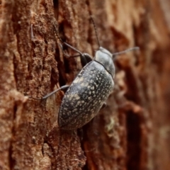 Lepispilus sp. (genus) (Yellow-spotted darkling beetle) at Mongarlowe, NSW - 28 Oct 2023 by LisaH