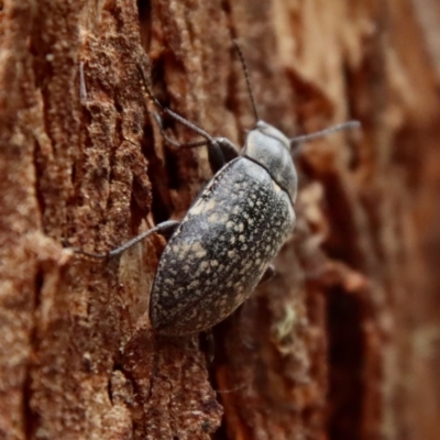 Lepispilus sp. (genus) (Yellow-spotted darkling beetle) at Mongarlowe River - 28 Oct 2023 by LisaH