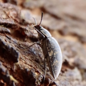 Pachycoelia sp. (genus) at QPRC LGA - suppressed