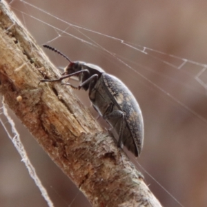 Pachycoelia sp. (genus) at QPRC LGA - suppressed