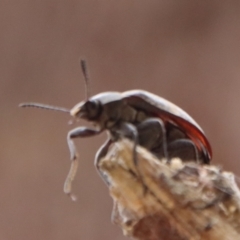 Pachycoelia sp. (genus) at QPRC LGA - suppressed