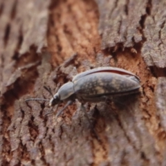 Pachycoelia sp. (genus) at QPRC LGA - suppressed