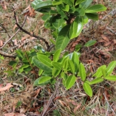 Unidentified Other Tree at Mongarlowe, NSW - 28 Oct 2023 by LisaH