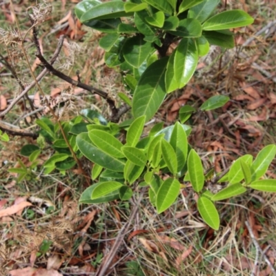 Prunus laurocerasus at  - suppressed by LisaH