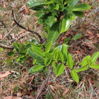 Unidentified Other Tree at Mongarlowe, NSW - 28 Oct 2023 by LisaH