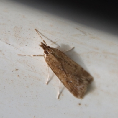 Eudonia cleodoralis (A Crambid moth) at Mongarlowe River - 28 Oct 2023 by LisaH