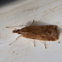 Eudonia cleodoralis at Mongarlowe, NSW - suppressed