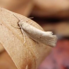 Oecophoridae (family) (Unidentified Oecophorid concealer moth) at Mongarlowe River - 28 Oct 2023 by LisaH