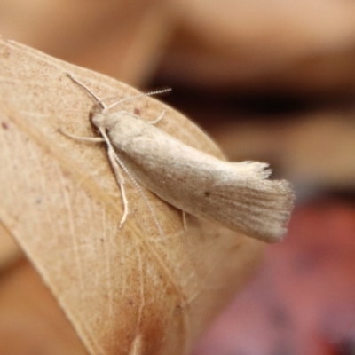 Oecophoridae (family) (Unidentified Oecophorid concealer moth) at Mongarlowe River - 28 Oct 2023 by LisaH