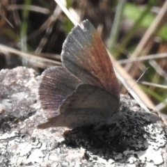 Erina acasta (Blotched Dusky-blue) at Rendezvous Creek, ACT - 28 Oct 2023 by JohnBundock