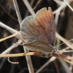 Erina acasta at Rendezvous Creek, ACT - 28 Oct 2023