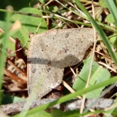 Taxeotis stereospila at Mongarlowe, NSW - suppressed