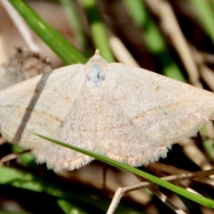 Taxeotis endela at Mongarlowe, NSW - suppressed