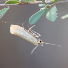 Philobota (genus) (Unidentified Philobota genus moths) at Mongarlowe River - 28 Oct 2023 by LisaH