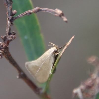 Zacorus carus (Wingia group moth) at Mongarlowe, NSW - 28 Oct 2023 by LisaH