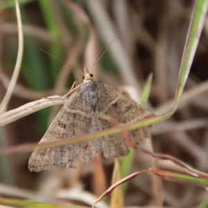 Dichromodes (genus) at Mongarlowe, NSW - 28 Oct 2023