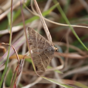 Dichromodes (genus) at Mongarlowe, NSW - 28 Oct 2023