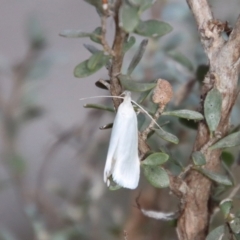 Zacorus carus (Wingia group moth) at Mongarlowe, NSW - 28 Oct 2023 by LisaH