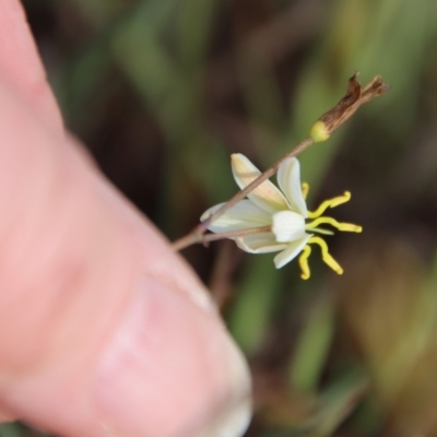 Thelionema umbellatum (Clustered Lily) at Mongarlowe River - 28 Oct 2023 by LisaH