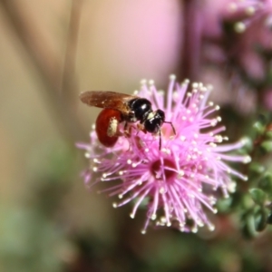 Exoneura sp. (genus) at Mongarlowe, NSW - 28 Oct 2023