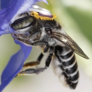 Megachile (Eutricharaea) sp. (genus & subgenus) at Murrumbateman, NSW - 28 Oct 2023 10:50 AM