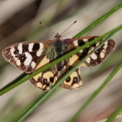 Argynnina cyrila (Forest brown, Cyril's brown) at Mongarlowe River - 28 Oct 2023 by LisaH