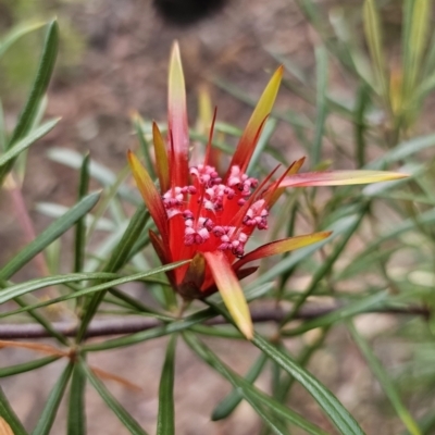 Lambertia formosa (Mountain Devil) at Mulgoa, NSW - 28 Oct 2023 by Csteele4