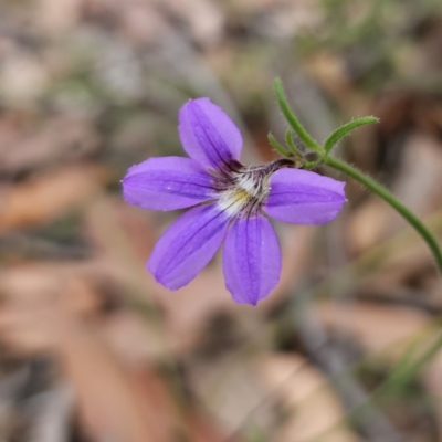 Scaevola ramosissima (Hairy Fan-flower) at Blue Mountains National Park - 28 Oct 2023 by Csteele4