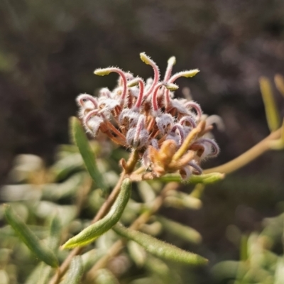 Grevillea phylicoides (Grey Spider Flower) at Mulgoa, NSW - 28 Oct 2023 by Csteele4