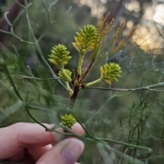 Petrophile pedunculata (Conesticks) at Mulgoa, NSW - 28 Oct 2023 by Csteele4