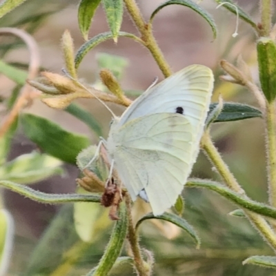 Pieris rapae (Cabbage White) at Mulgoa, NSW - 28 Oct 2023 by Csteele4