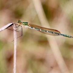 Austrolestes cingulatus (Metallic Ringtail) at Mongarlowe, NSW - 28 Oct 2023 by LisaH