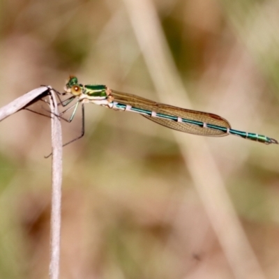 Austrolestes cingulatus (Metallic Ringtail) at Mongarlowe River - 28 Oct 2023 by LisaH