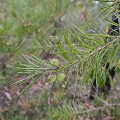 Persoonia linearis (Narrow-leaved Geebung) at Mulgoa, NSW - 28 Oct 2023 by Csteele4