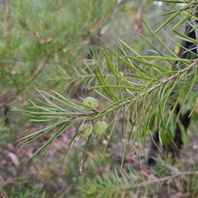 Persoonia linearis (Narrow-leaved Geebung) at Mulgoa, NSW - 28 Oct 2023 by Csteele4