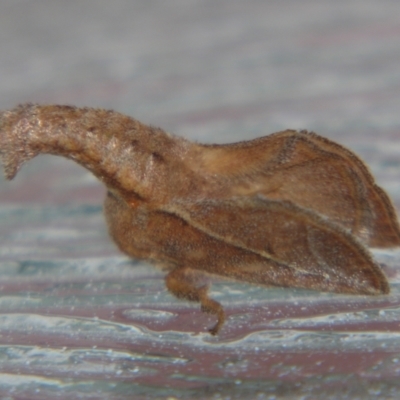 Anaxidia lozogramma (A Cup moth (Limacodidae)) at Sheldon, QLD - 14 Oct 2007 by PJH123