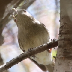 Pachycephala pectoralis (Golden Whistler) at Mongarlowe River - 28 Oct 2023 by LisaH