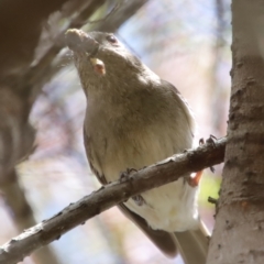 Pachycephala pectoralis at Mongarlowe, NSW - suppressed