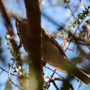 Pachycephala pectoralis at Mongarlowe, NSW - suppressed