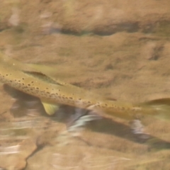 Salmo trutta (Brown Trout) at QPRC LGA - 28 Oct 2023 by LisaH