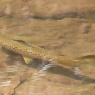 Salmo trutta (Brown Trout) at Mongarlowe River - 28 Oct 2023 by LisaH