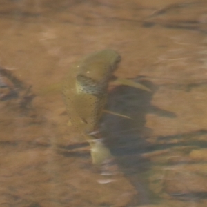 Salmo trutta at Charleys Forest, NSW - suppressed