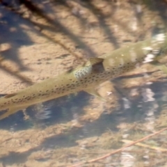 Salmo trutta at Charleys Forest, NSW - suppressed